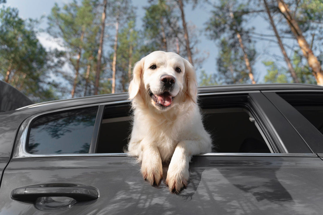 How to Keep Your Pets Safe While Driving